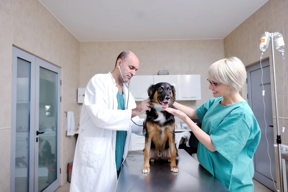 Veterinary Industry Outlook Top Global Trends and Statistics